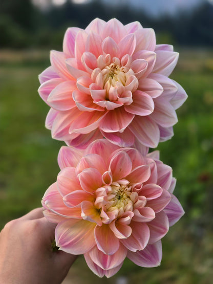 Hapet Dream Queen *Limit 1*