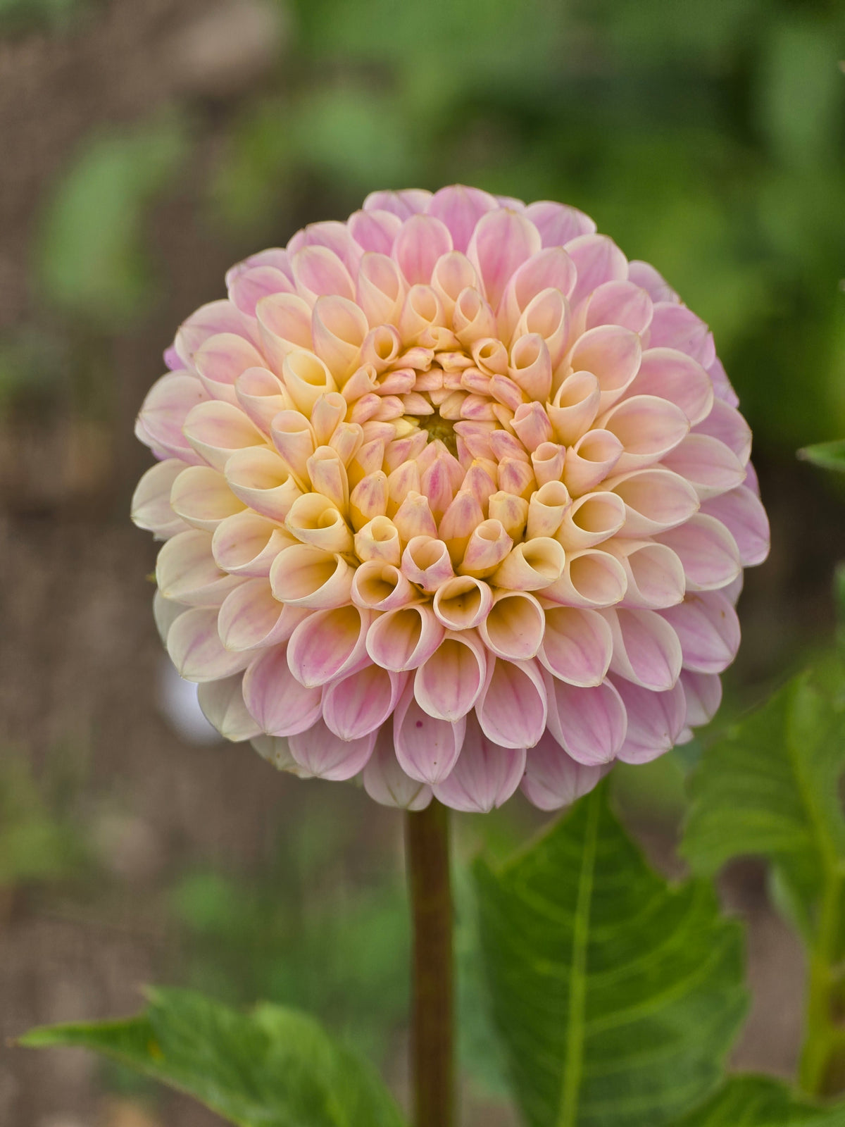 Hollyhill Pink Pearl