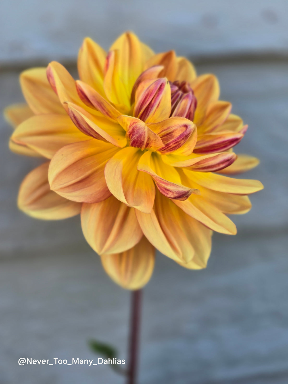 Hollyhill Golden Glow