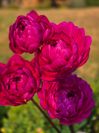 Sandia Regal *Limit 2*