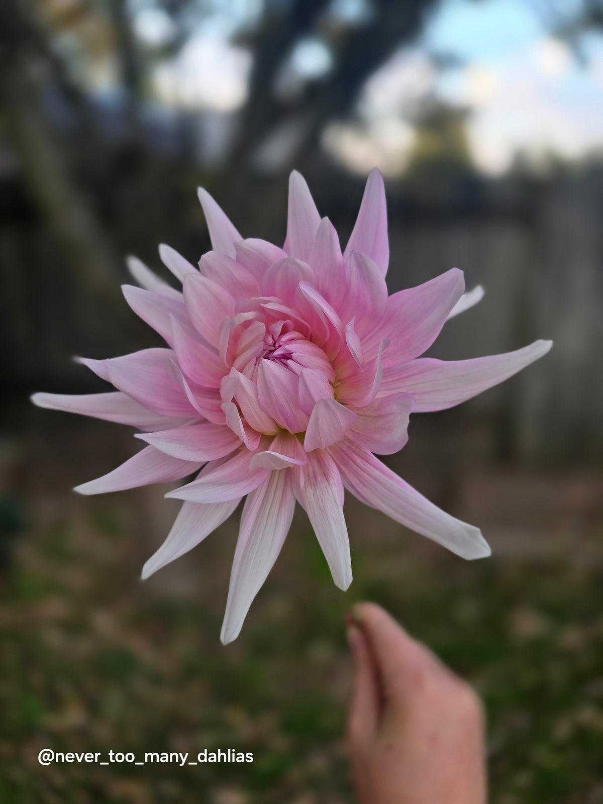 Bloomquist Coral
