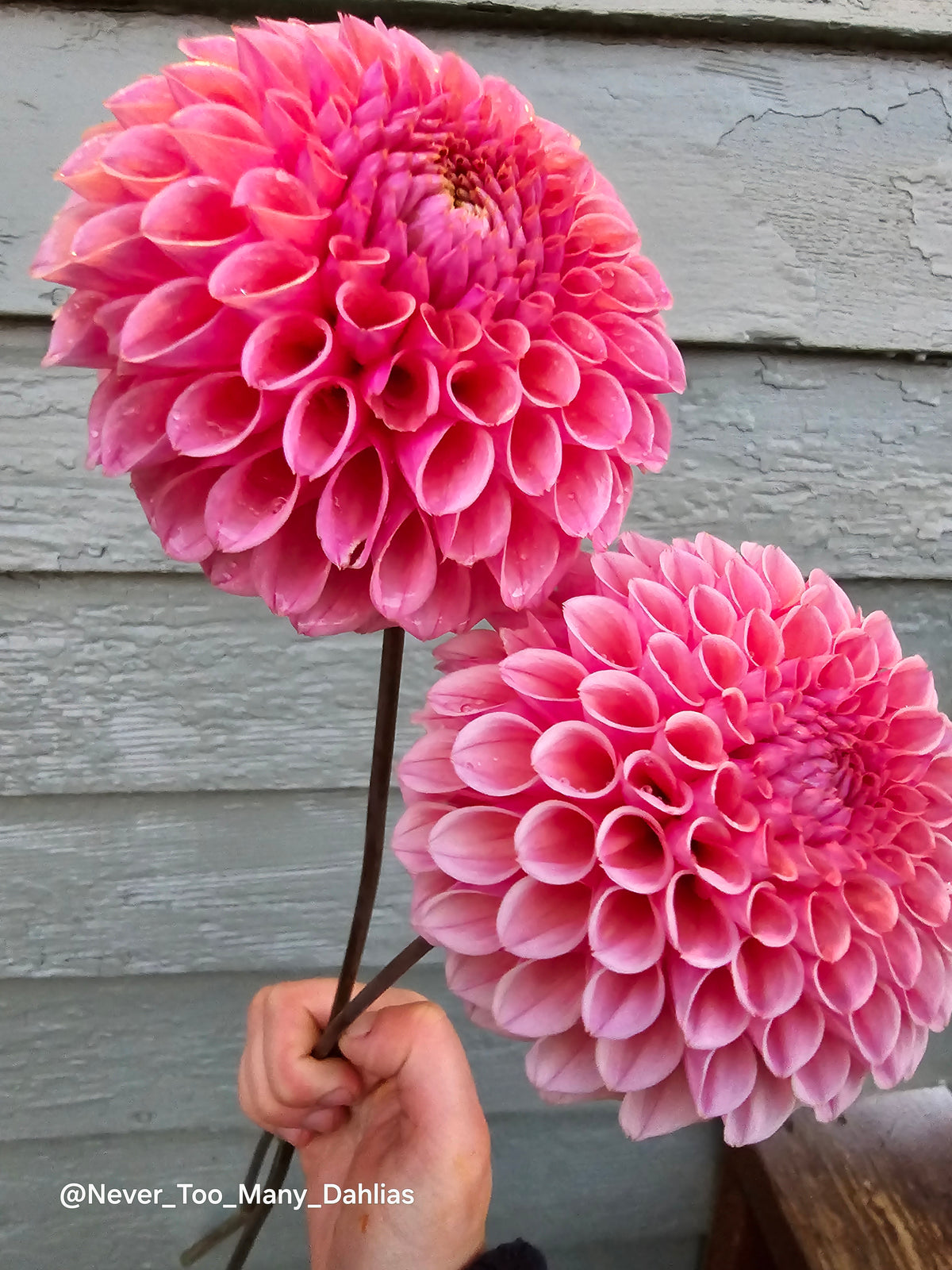 US Bracken Rose