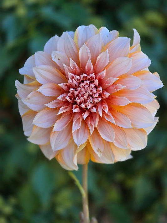 Princess Beatrix