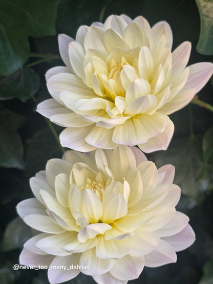 Hollyhill Creamy