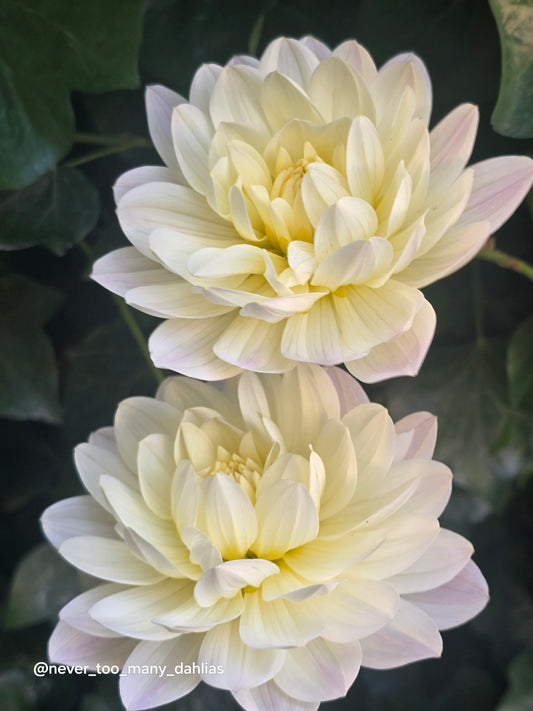 Hollyhill Creamy