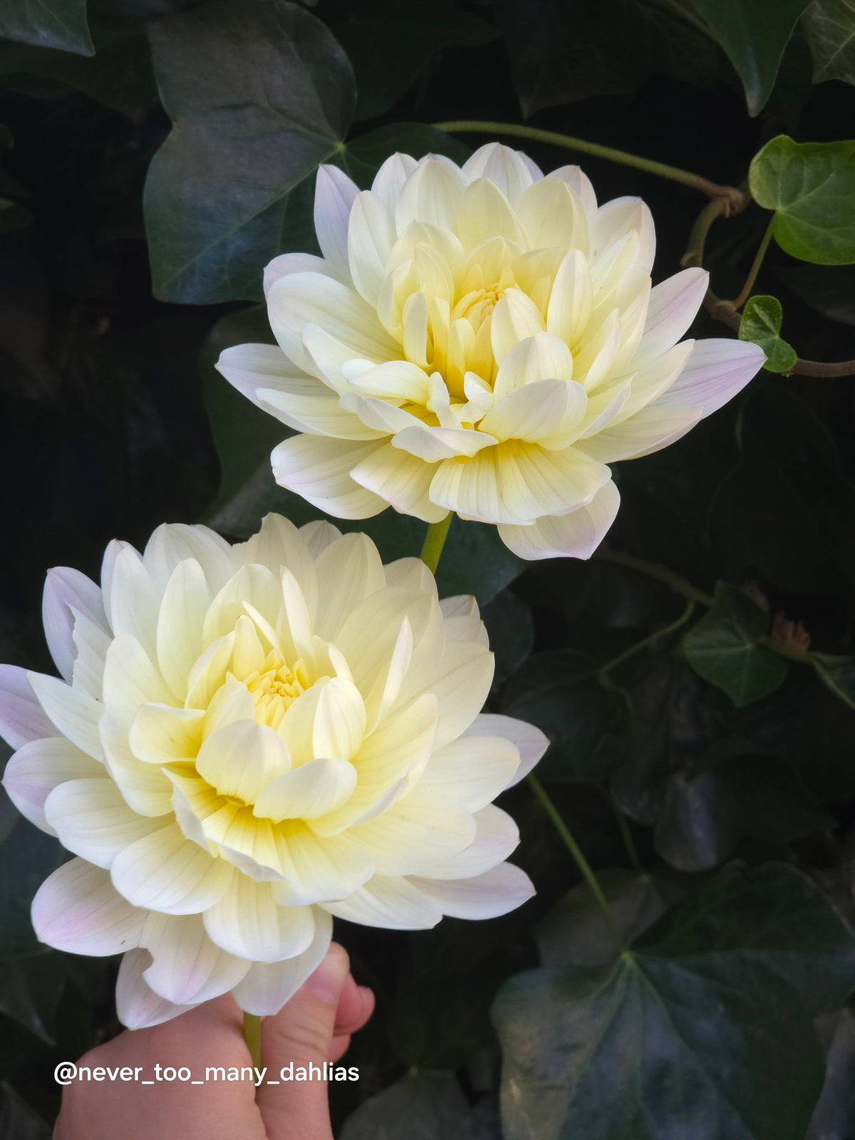 Hollyhill Creamy