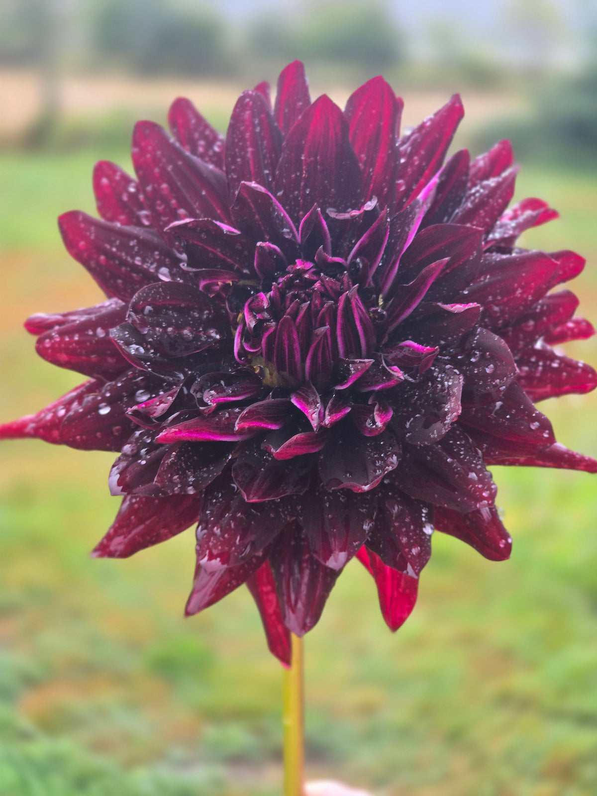 Hollyhill Black Beauty