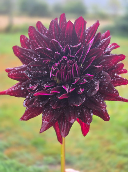 Hollyhill Black Beauty