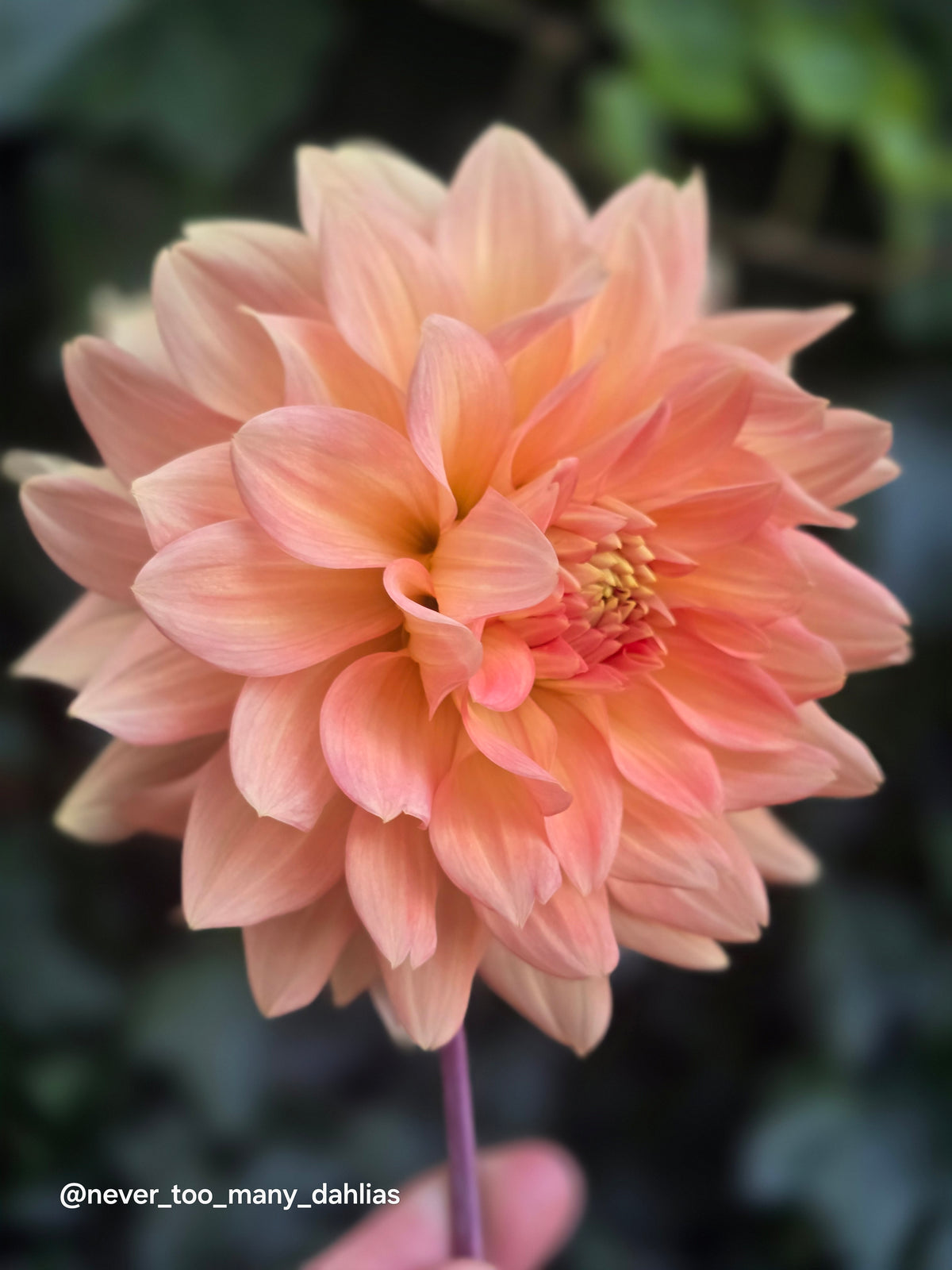 Peach Delight