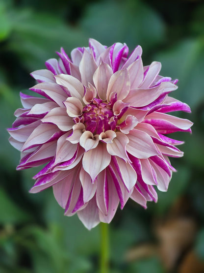 River's Artichoke