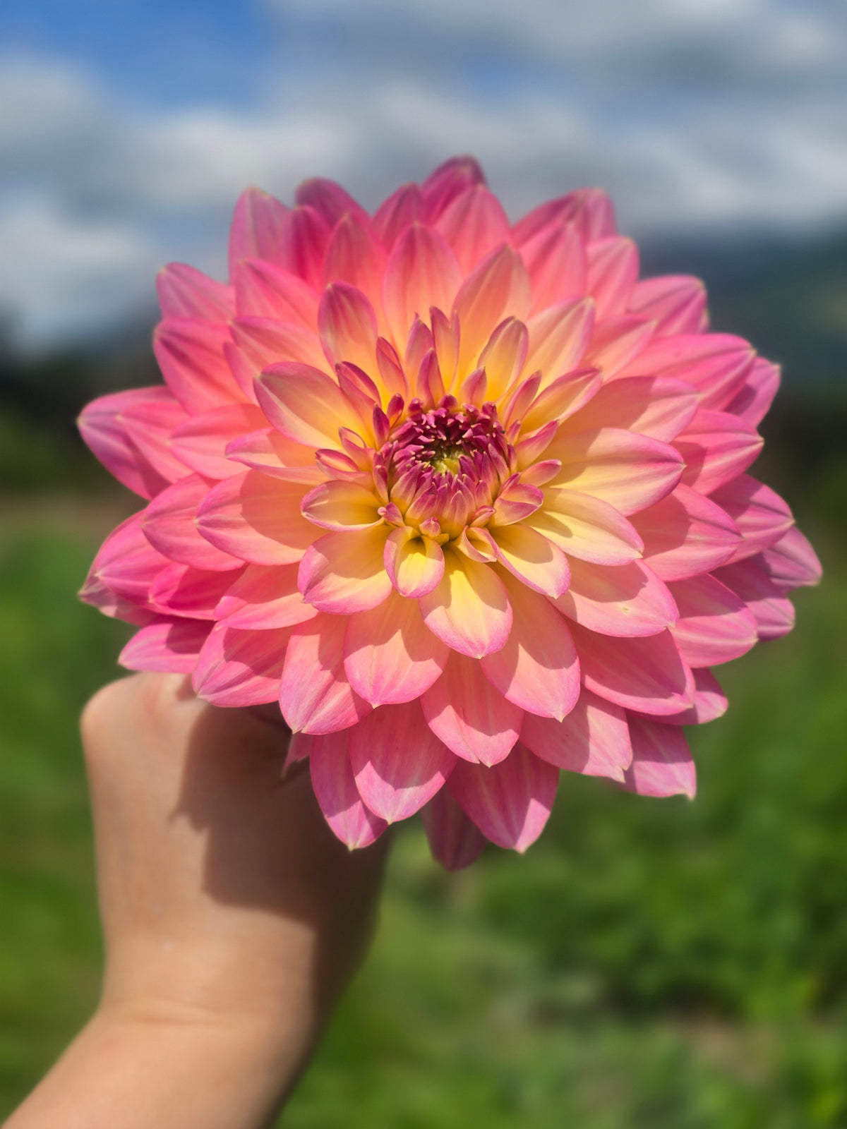 Burfoot Lotus