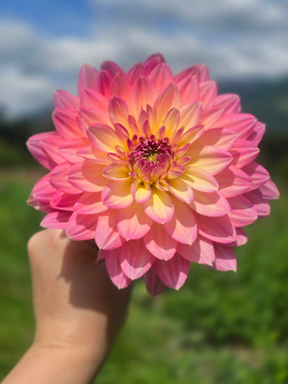 Burfoot Lotus
