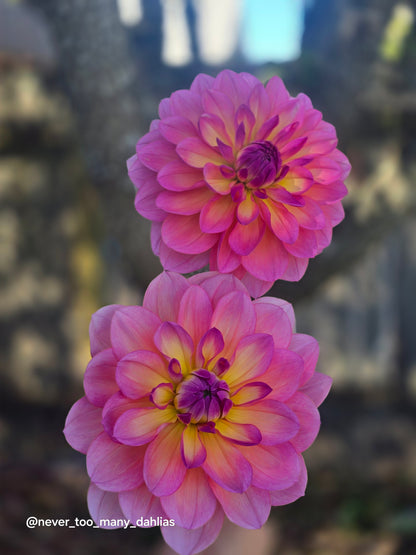Sandia Rose