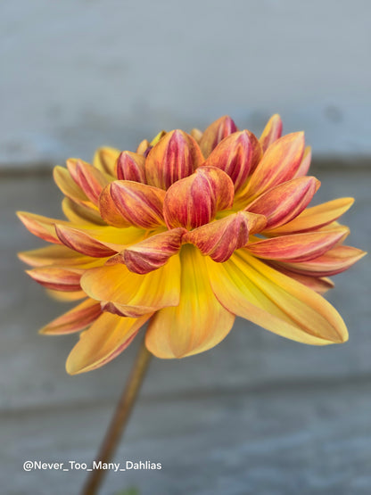 Hollyhill Golden Glow