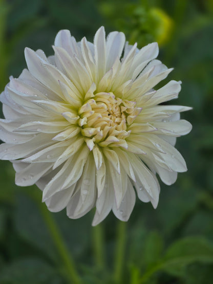 Edelweiss