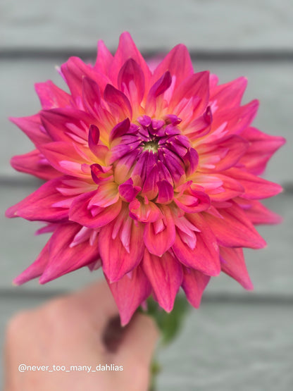 Hapet Art Act *Limit 1*