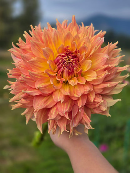 Rhanna Tammy *Limit 1*