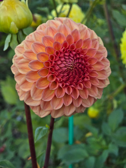 Ferncliff Apricot