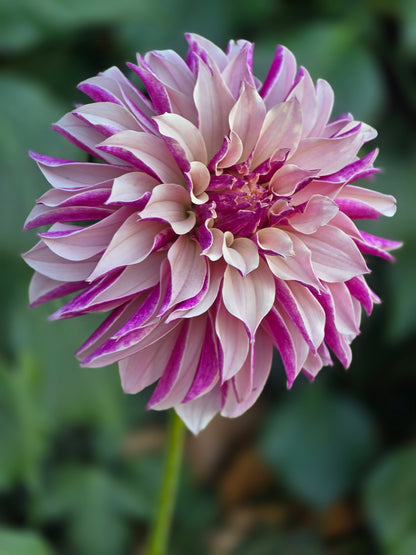 River's Artichoke
