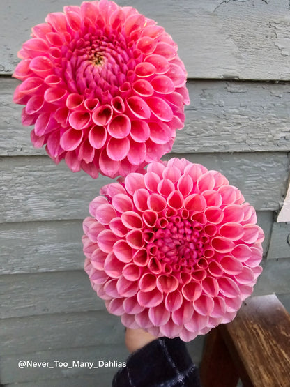 US Bracken Rose