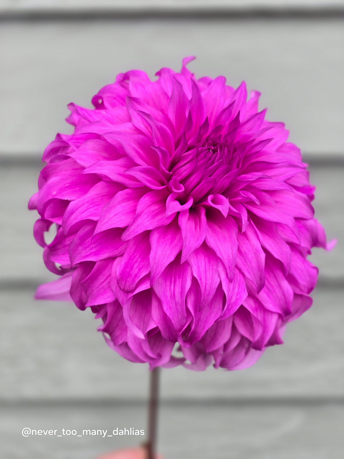 Wyn's Flowerlady Mom *Limit 1*