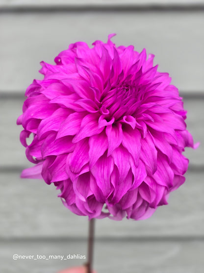 Wyn's Flowerlady Mom *Limit 1*