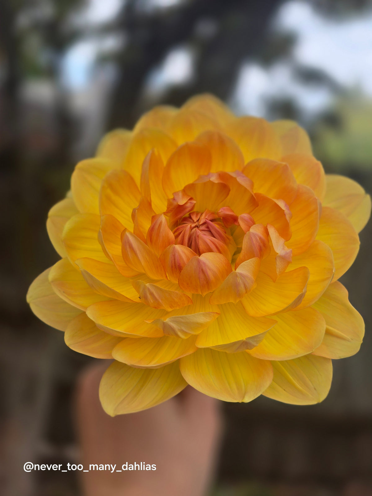 Hollyhill Honeygold
