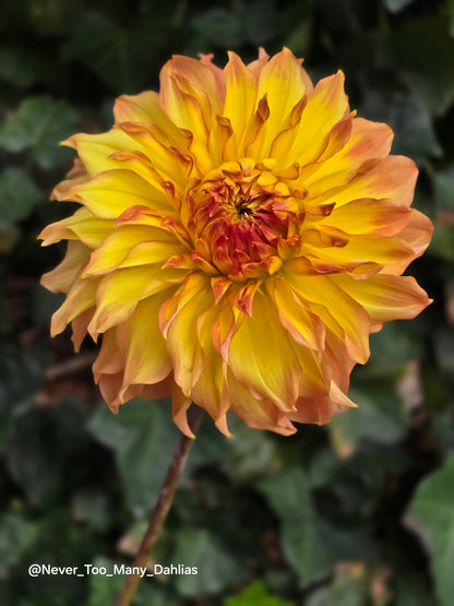 Camano Honey