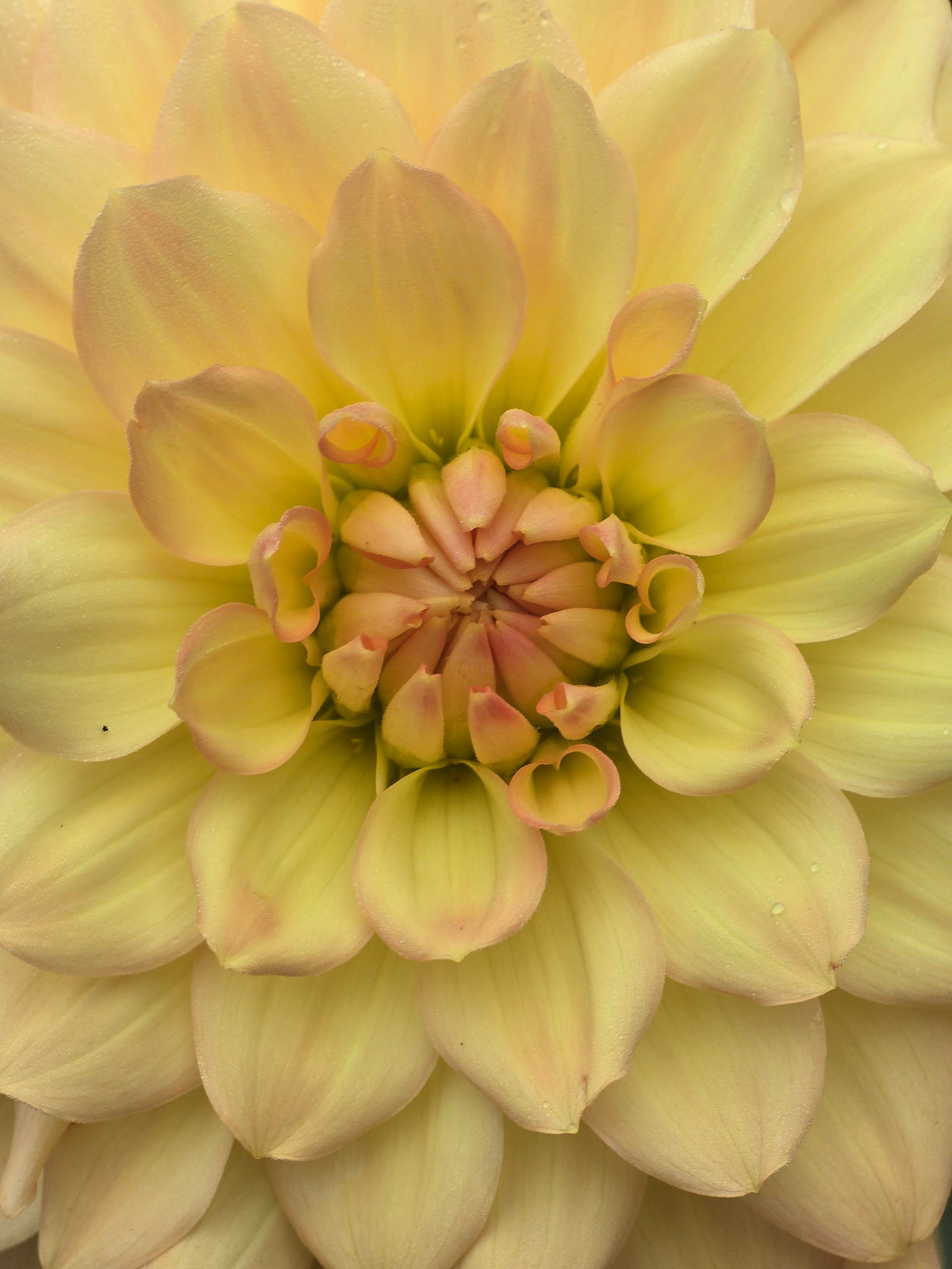 Dragonfly Sherbert