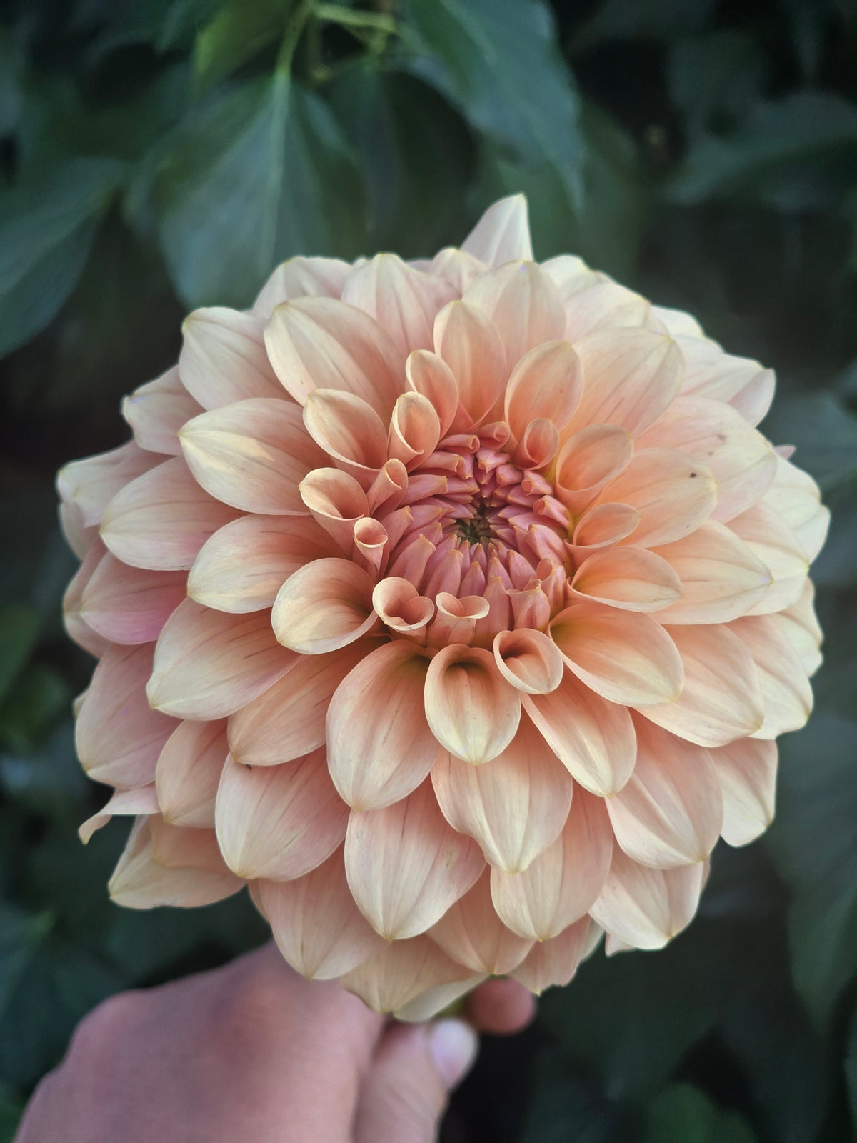 RM Peachy Pink