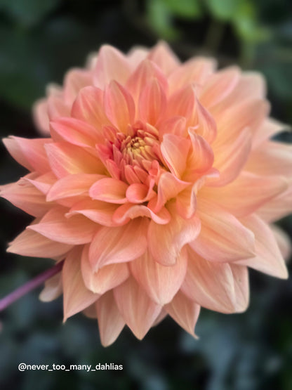 Peach Delight