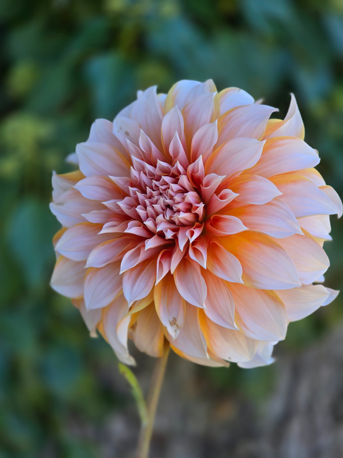 Princess Beatrix