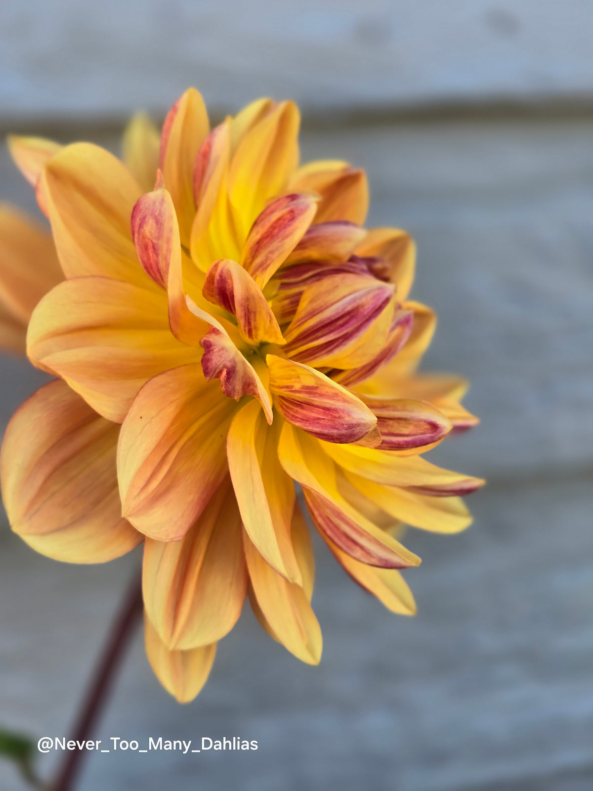 Hollyhill Golden Glow