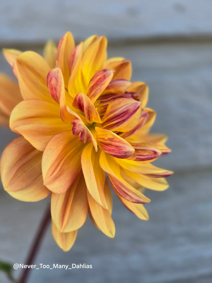 Hollyhill Golden Glow