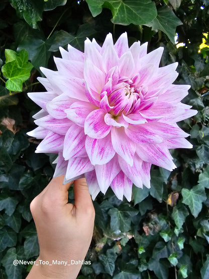BJ's Dusty Rose