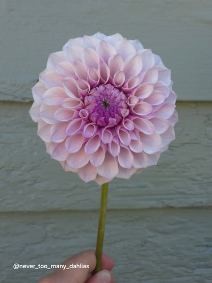 Jeff Bloom