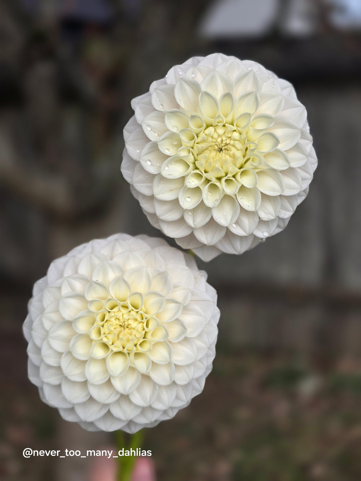 GG's Baby Breath