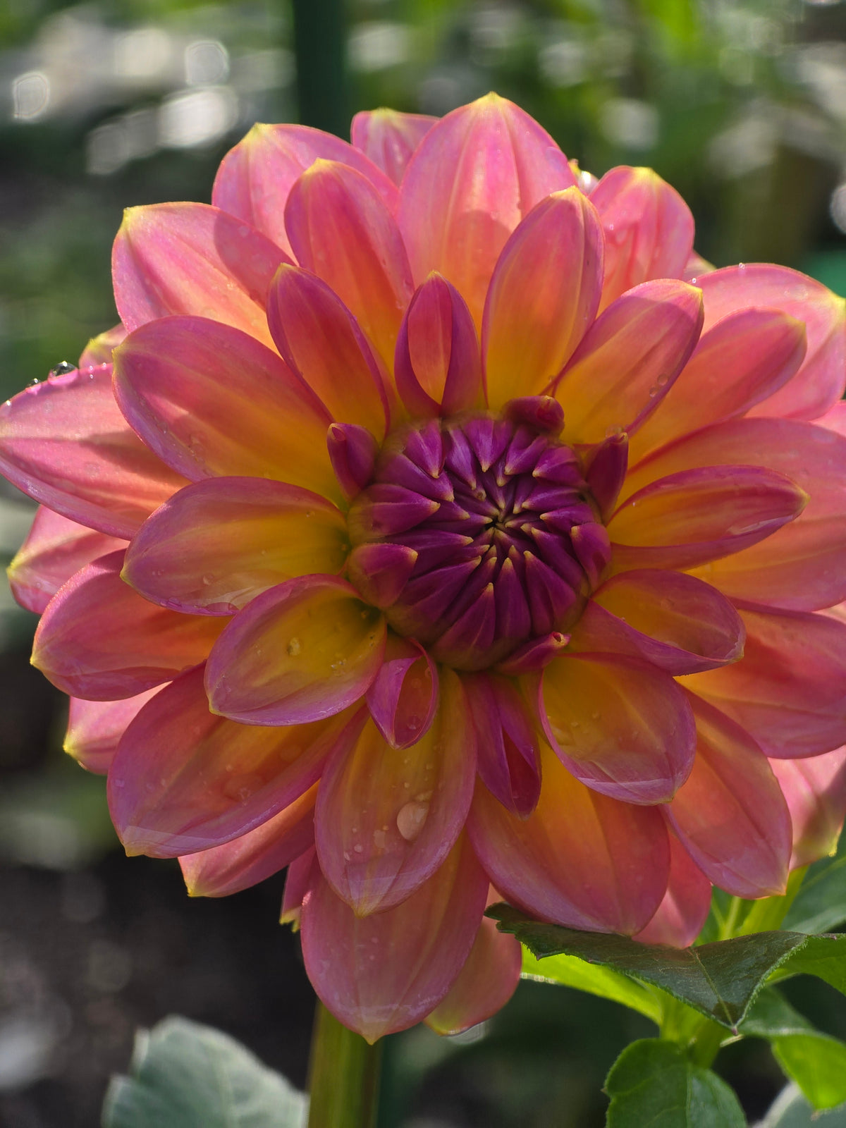 Sunny Rose *Limit 1*