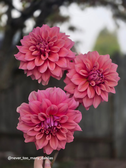 Lileah Caramel Rose