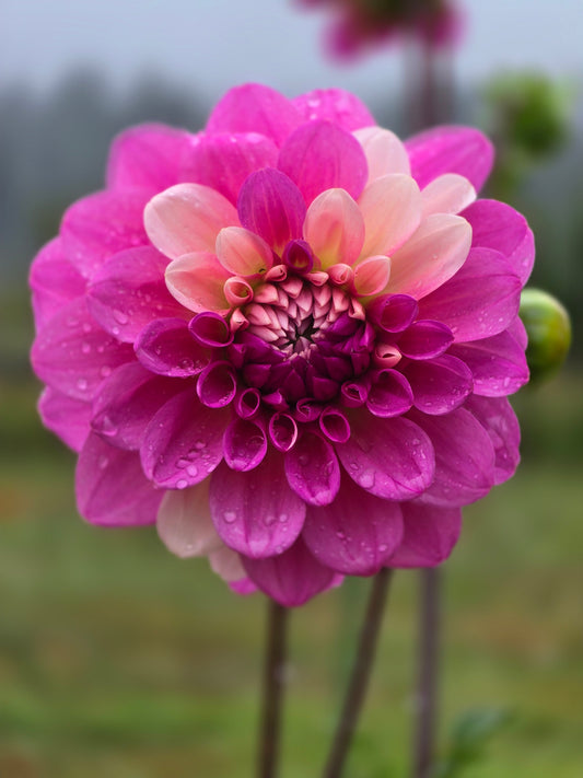 Bowser Denyse