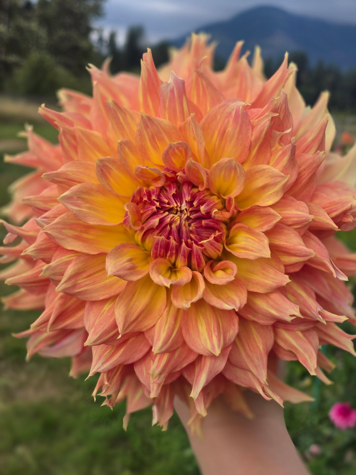 Rhanna Tammy *Limit 1*