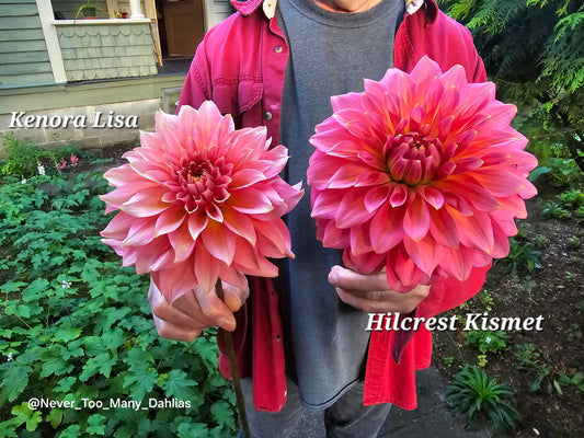 NOT Hilcret Kismet