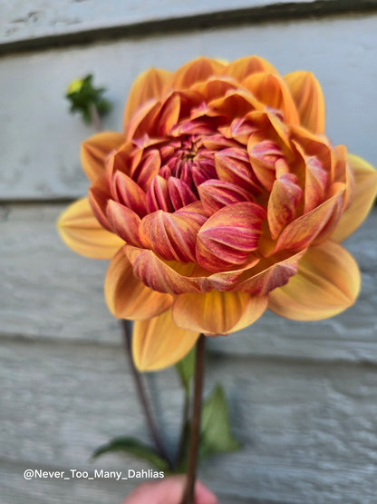 Hollyhill Golden Glow