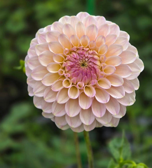 Arnside Rose