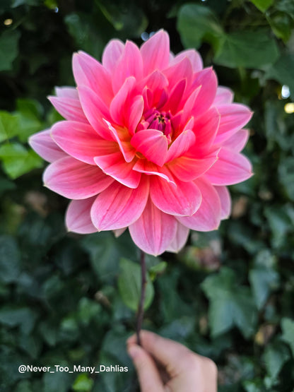 Apricot Desire