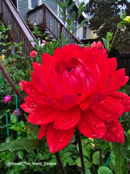 Tatahari Ruby