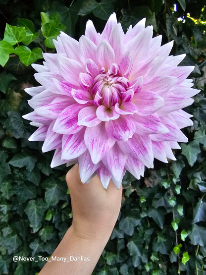 BJ's Dusty Rose