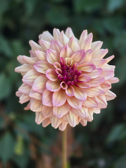Mystic Pink