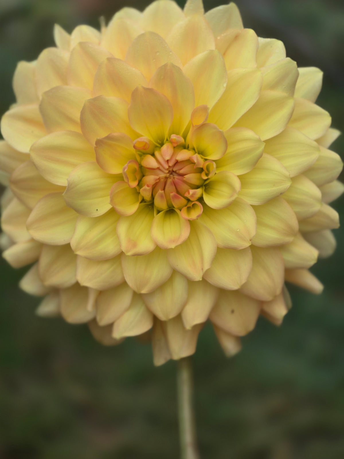 Dragonfly Sherbert