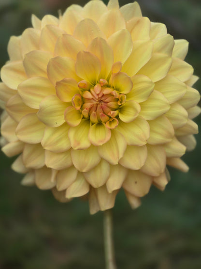 Dragonfly Sherbert